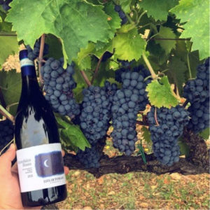 Top five vegan wines